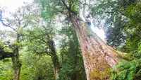 在飛比找雄獅旅遊優惠-桃園-拉拉山神木群森呼吸| 平日拼車一日遊