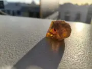 Rare Kauri Tree Gum 14g Grade A+ Raw Forest Find | New Zealand Young Amber