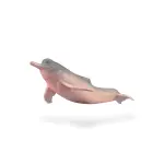 COLLECTA動物模型 - 亞馬遜河豚