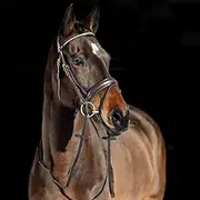 Horze Crescendo Lester Bridle