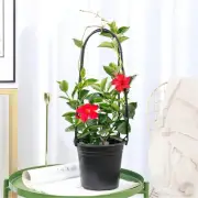 6pcs Plant Climbing Frame-Garden Trellis Plastic/Durable Tomatoes Natural U-Hoop
