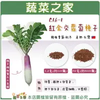 在飛比找樂天市場購物網優惠-【蔬菜之家】C16-1.紅金交蘿蔔種子(共有2種包裝可選)