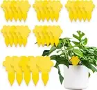 Super Ninja Fungus Gnat Killer - 30 Traps - Highly Effective and Ecological Yell