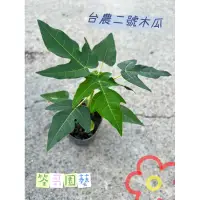 在飛比找蝦皮購物優惠-【筌哥園藝】木瓜苗｜紅妃木瓜｜台農二號木瓜