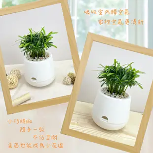 【小品文化】羅漢松【現貨】3吋雪胖盆 懶人盆栽 加水更方便 觀葉植物 室內植物 自動吸水 水培 創意花盆 居家