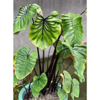 在飛比找蝦皮購物優惠-法老面具/法老王面具水芋 Colocasia Pharaoh