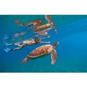 Save 19.99%! Oahu Coastline Cruise: Turtle Snorkeling and Jumping Platform