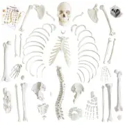 Human Model of Skeleton for Anatomy 67“ High with 200+ Bones Structures,Sc