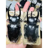 在飛比找蝦皮購物優惠-昆蟲標本（死的非活體） chalcosoma chiron 