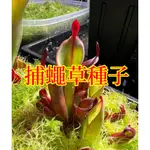 🌱【馥郁】食蟲草種子 捕蠅草種子食蟲草花卉 大型豬籠草  食蟲驅蚊 四季種植