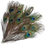 10 Pcs Natural Peacock Feathers with Eyes Tail Home Wedding Decor Practical Treatment 25-30cm(Nature)
