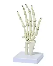 Medical 1:1 Life Size Human Hand Skeleton Model on Base Articulated PVC AU