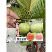 在飛比找蝦皮購物優惠-方方園藝新品種 少籽紅寶石芭樂 產量高.水份多 甜度高.脆度