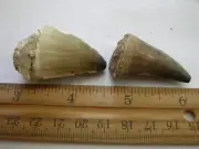 Dinosaur fossil teeth Mosasaurus broken/partial 2 tooth lot 1-2 inch DG56