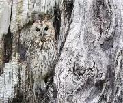 CAMO OWL IN TREE COMPUTER MOUSE PAD 9 X 7