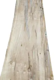 Maple Spalted Ambrosia Wormy wood veneer 7" x 25" raw no backing 1/42" thickness