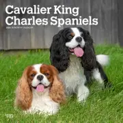 BrownTrout, Cavalier King Charles 2025 Wall Calendar