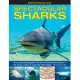 Spectacular Sharks: An exciting investigation into the most powerful predator in the ocean, shown in more than 200 images