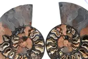 Large Black Ammonite Pair 187mm Deep Crystals XLARGE 7.4" 110myo fossil 3071xx