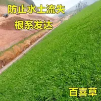 在飛比找蝦皮購物優惠-現貨、種子 寬葉雀稗種子國產百喜草種籽寬葉草護坡綠化畜禽牛羊