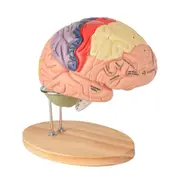 Human Brain Model for Neuroscience, Brain Anatomy Model, Brain Model with Study Guide, Brain Functional Partitioning As Shown