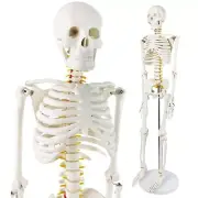 Evotech Mini Human Skeleton Model for Anatomy, 33.5'' 1/2 Life Size Human Ske...