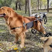 Adjustable Dog Stroller/Wheelchair,Dog Wheelchair,Disabled Hind Leg Rehabilitation,Cats/Puppies for Walking,and Help The Dog Relieve Injuries, Sprains, Arthritis-XXXS