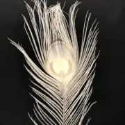 Peacock Eye Tail Feather 40cm x 5pcs - Bleached ((SECONDS))