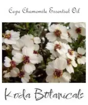 CAPE CHAMOMILE (Eriocephalus punctulatus) 100% Pure Essential Oil 1ml