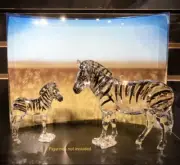 swarovski Scs zebra Wild Life crystal display