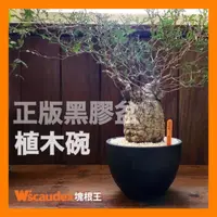 在飛比找蝦皮購物優惠-塊根王 正版 黑膠盆 植木碗 塊根 多肉植物專用 盆 盆器 