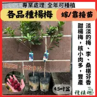 在飛比找蝦皮購物優惠-［種植趣］新品種 大果 甜楊梅 靠接 嫁接 東魁楊梅 黑碳甜