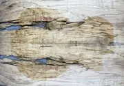 Figure Electric Bass Top Spalted Barky Maple Wood Worm-hole For Stabilized Make
