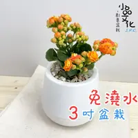 在飛比找蝦皮商城優惠-【含苞現貨】【小品文化】長壽花 3吋雪胖免澆水盆栽 室內植物