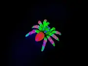 Uranium Vaseline Jumping Spider