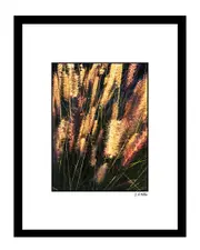 Wispy Nature Wall Art by Steven A. Heller