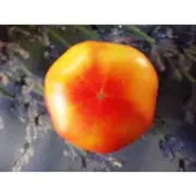 TOMATO 'Pineapple' seeds