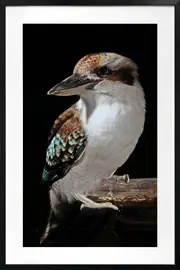 Mystery Kookaburra Artwork Framed W Glass Front 80x120cm
