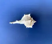 Seashell, Murex Purpurea, 50mm, Long Beach Ulcinj Montenegro, Home Decor