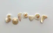 Natural Letter Shaped FOREVER beach shell fragment seashell craft pebble art US