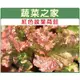 【蔬菜之家】A31.紅葉拔葉甜萵苣種子800顆(日本進口拔葉A菜) 種子 園藝 園藝用品 園藝資材 園藝盆栽 園藝裝飾