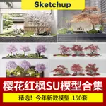 SU模型 日本楓樹紅楓雞爪槭櫻花日式禪意景觀園林植物庭院造型樹 SKETCHUP