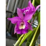 508嘉德麗雅蘭 7/10一物一拍 小美人魚 蘭花 CATTLEYA