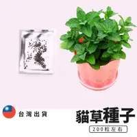 在飛比找蝦皮購物優惠-貓薄荷種子 貓草 貓草種子 diy組 貓草種子 貓草 小麥草