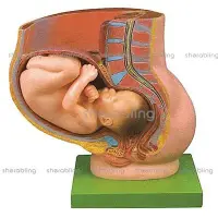 在飛比找Yahoo!奇摩拍賣優惠-(ME-B_310)骨盆妊娠九個月胎兒模型懷孕九月胎兒模型
