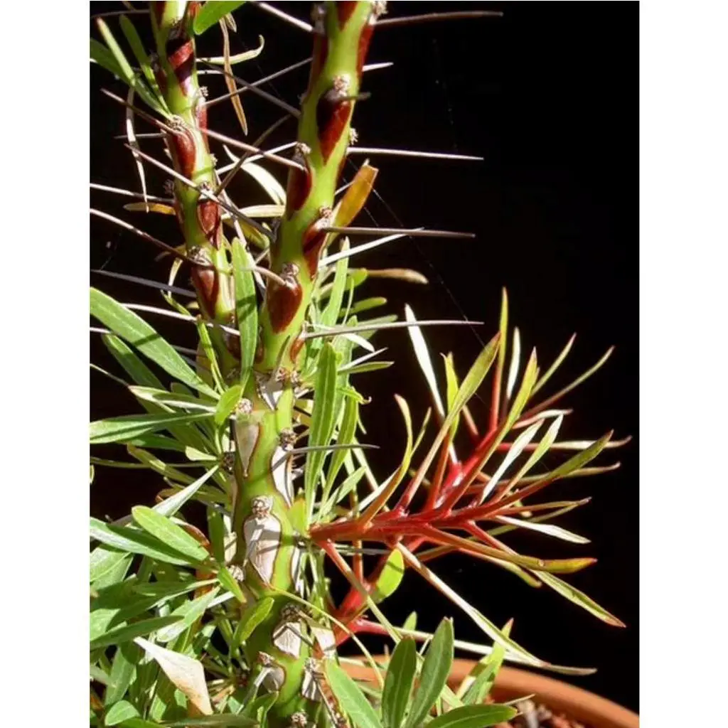 F724 塊根植物 Fouquieria leonilae フォークイエリア レオニラエ実生