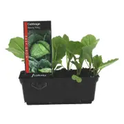 Cabbage Savoy King Punnet - Brassica oleracea var. capitata