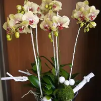在飛比找momo購物網優惠-【Santa Ana】玻璃盆蘭花組合(蝴蝶蘭與植栽的組合)