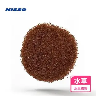 【NISSO 尼索】矮珍珠草石頭(前景草 南美草 天然水草 莫絲)