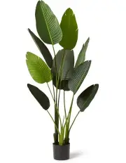 [Elme Living] Bird of Paradise